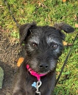 Saffy Patterdale — Unknown