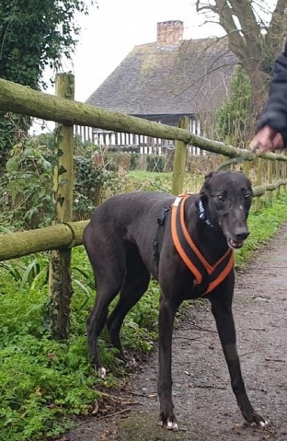 Princess — Unknown