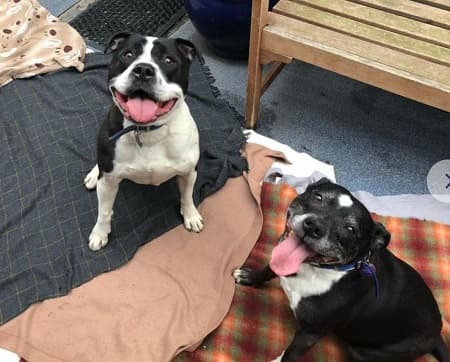 Benjie and Misha — Unknown