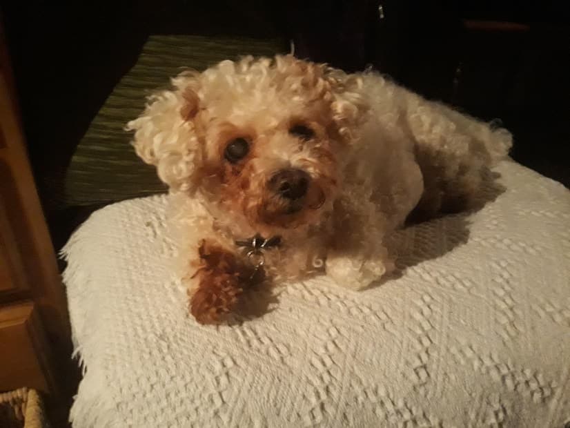 Precious Poppy — Unknown