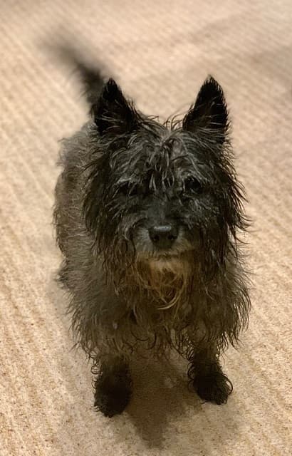 Poppy, adept at naps! — Unknown