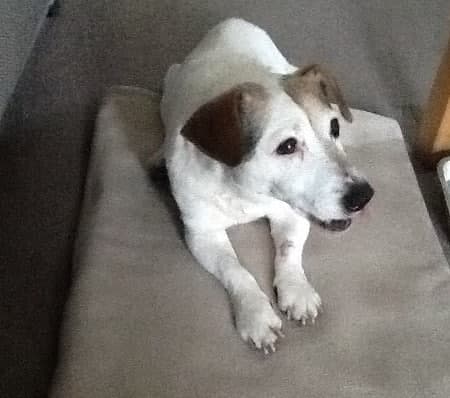 Dear Old Soldier Cookie — Unknown