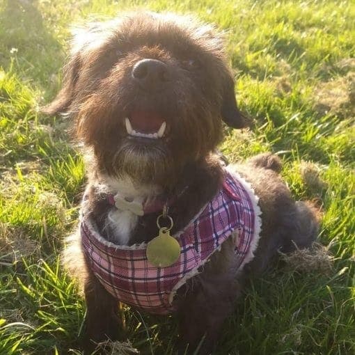 Tinkerbell — Unknown