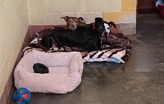 Acer & Missy — Unknown