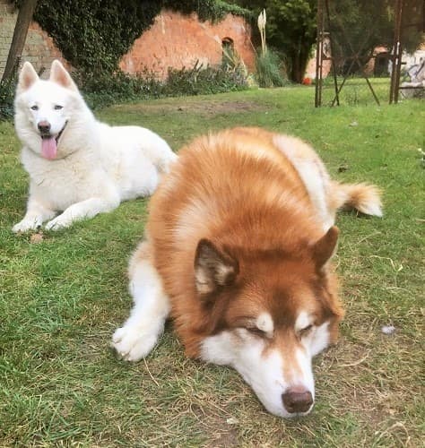 Sheba & Shiloh — Unknown