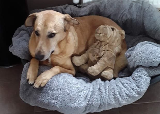 Obi, aka Mr Perfect! — Unknown