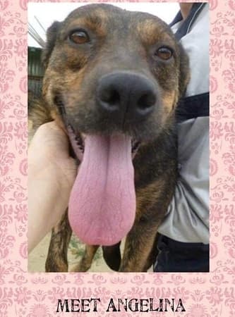 Angelina — Unknown