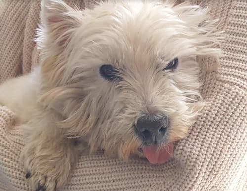 “A blessing named Lily” — Unknown