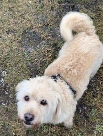 Adorable Minky — Unknown