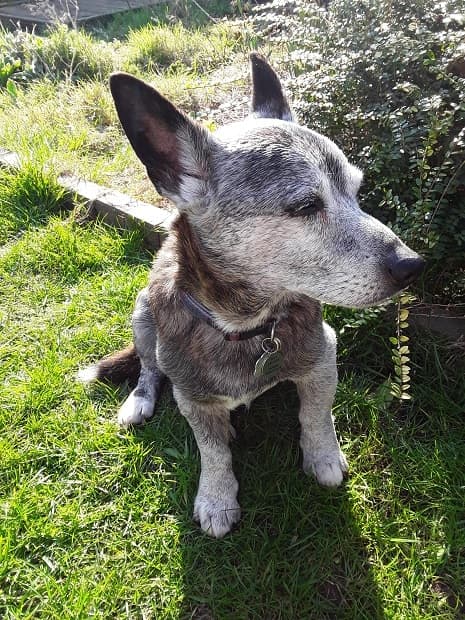 Kit-and-caboodle Doodles! — Unknown