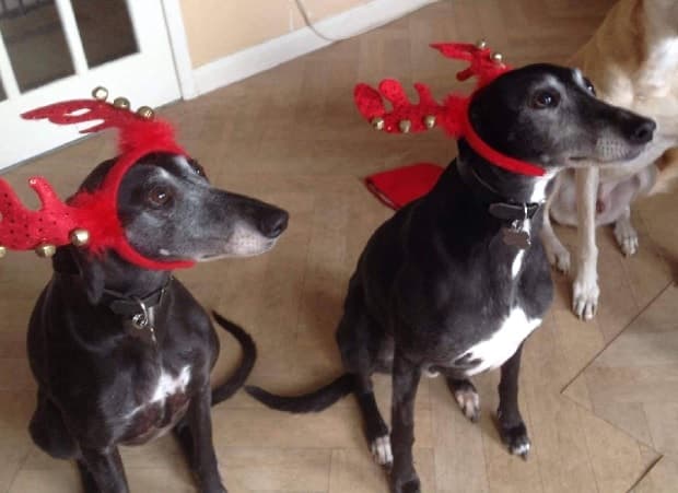 Good as gold Jet & Sasha! — Unknown