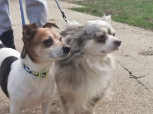 Milo & Pickles — Unknown