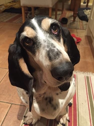 Queen Cleo Basset and the sloth! — Unknown