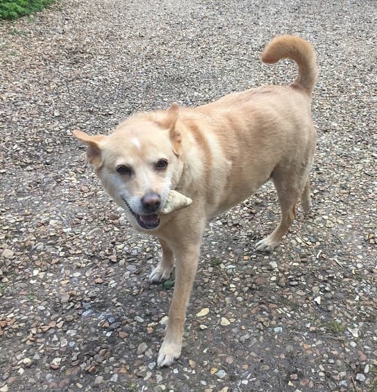 No frenzies with Shenzie! — Unknown