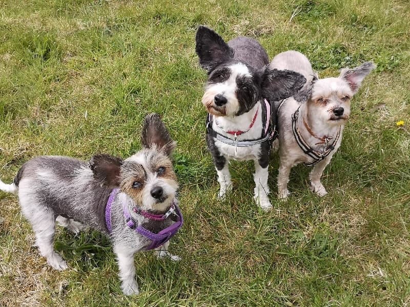 Mel, Molly & Jenny — Unknown