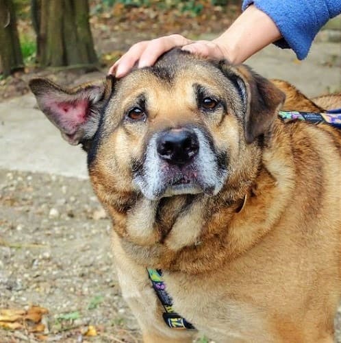 Buskybear — Unknown