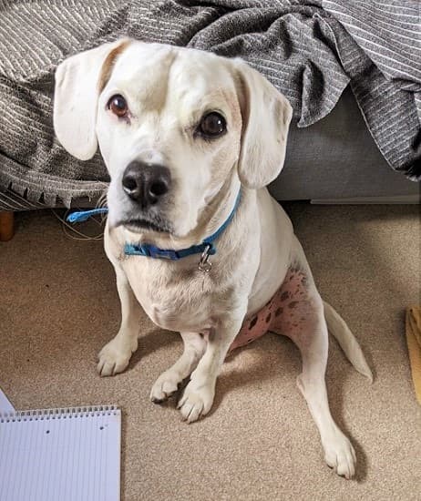 Beagle-tastic Max! — Unknown