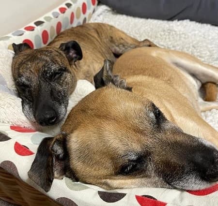 Roxy and Pepper — Unknown