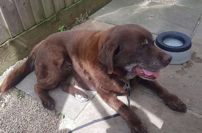 Sweet chocolate Sasha! — Unknown