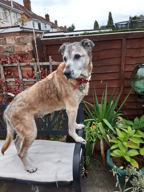 Gentle Amber, goatlike climber! — Unknown