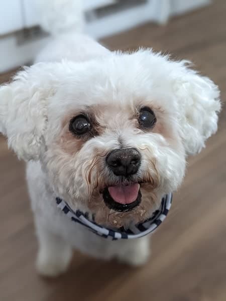 Amiable Billie — Unknown