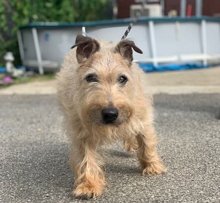 Bosom Buddy Bennie — Unknown