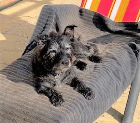 Patterdale Princess Lottie — Unknown