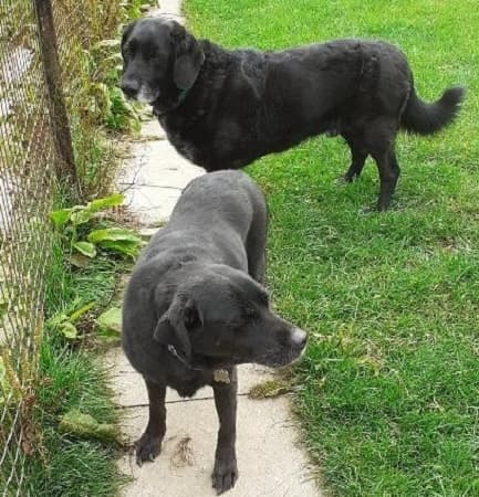 Penny and Kujo — Unknown