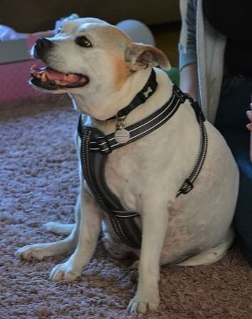 Loyal, Loveable Lady Lexi — Unknown