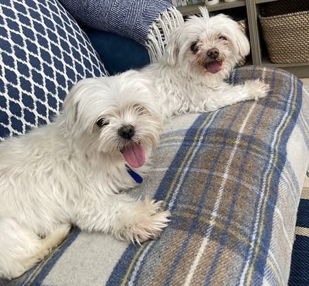 Missie and Cleo – Scrumptious Maltesers! — Unknown