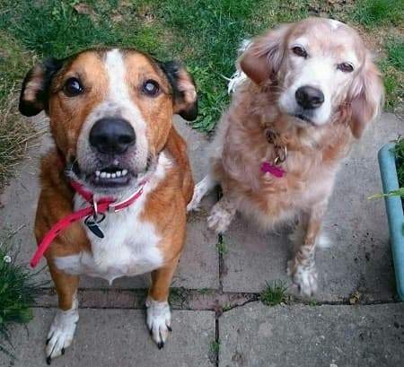 Branca and Fudge — Unknown