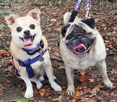 Cutie twosome Olive & Archie! — Unknown