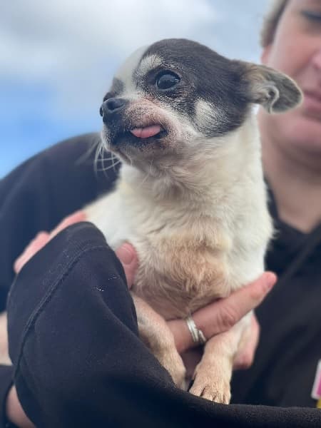 Percy & Dash — Unknown