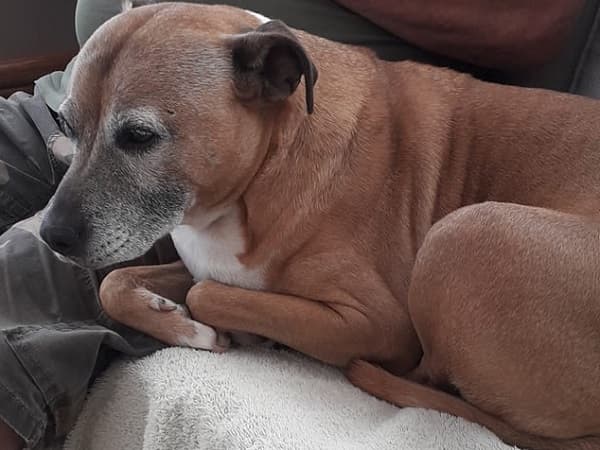 Loyal and snuggly Tokoda! — Unknown