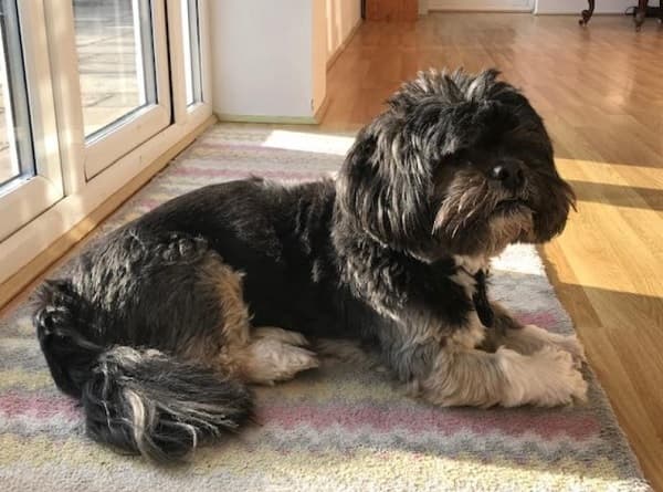 Bright boy Bailey! — Unknown