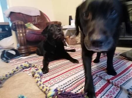 Harley and Sadie — Unknown