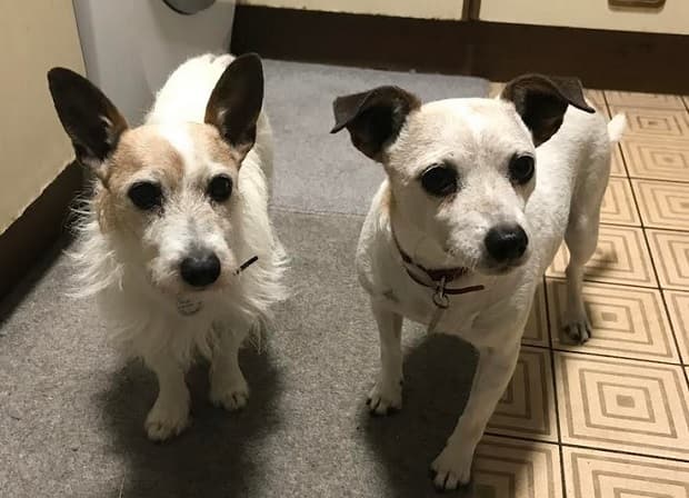 Long-haired Jack & Short-haired Jade! — Unknown