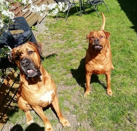 DJ and Milo — Unknown