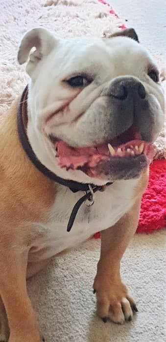 Cheeky Chester! — Unknown