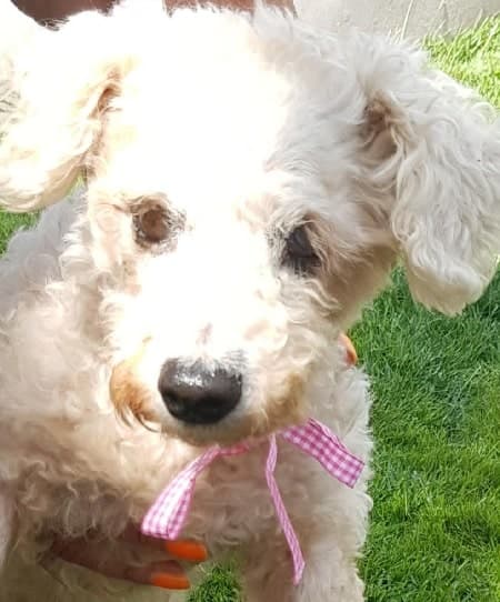 Brave little Lulu — Unknown