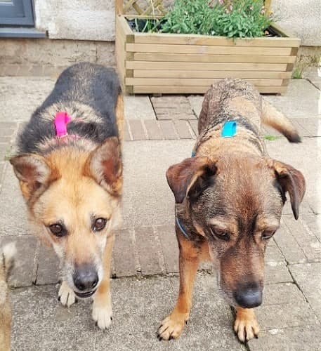 Stella & Sully — Unknown