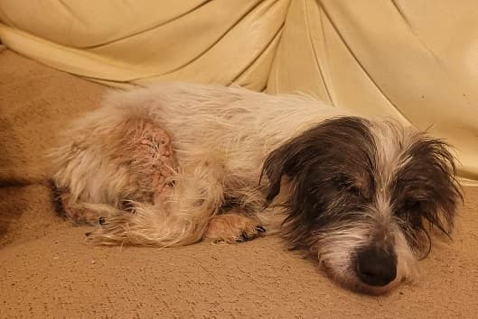 Mary Munchkin — Unknown