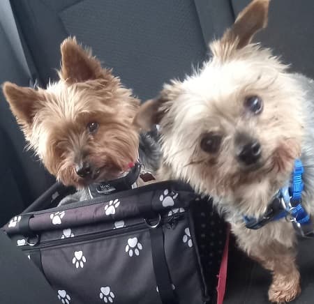 Scrabbles and Meir — Unknown