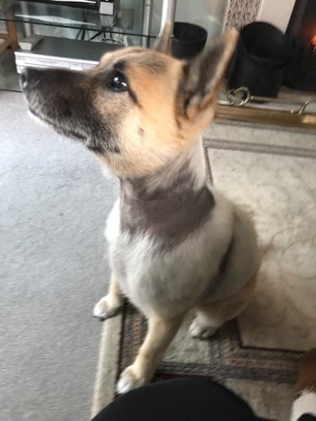 Butch, still handsome, now hairier! — Unknown