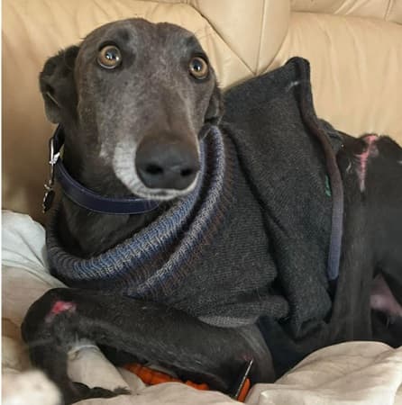 Survivor — Unknown