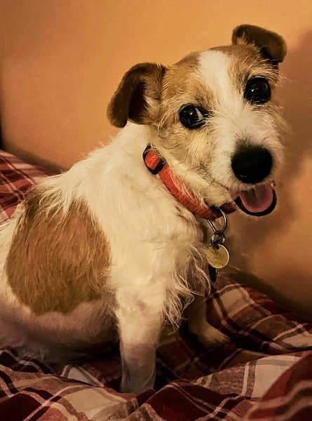 Little Bonnie Brighteyes! — Unknown