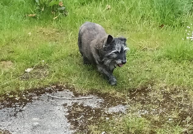 Scampy! Eyebrows! — Unknown