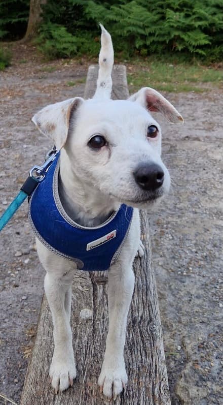 Fun and playful, Pixie! — Unknown