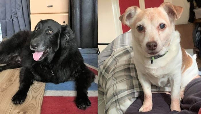 Rex & Max — Unknown