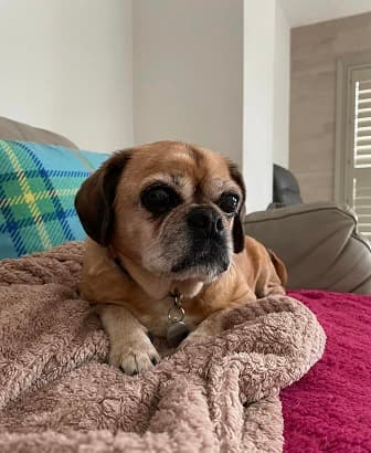 Sociable Saffy — Unknown